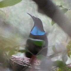 Growling Riflebird photo 2