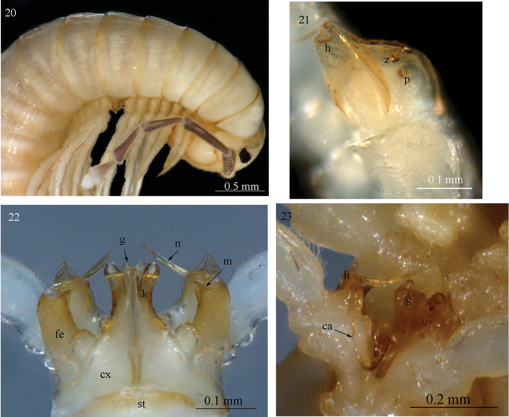 Sinocallipodidea