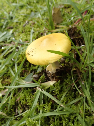 Amanita kitamagotake