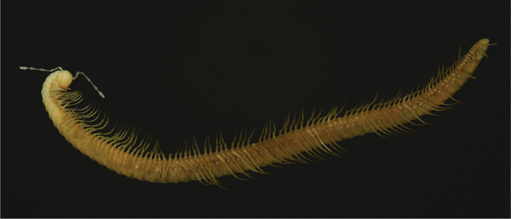 Sinocallipodidae