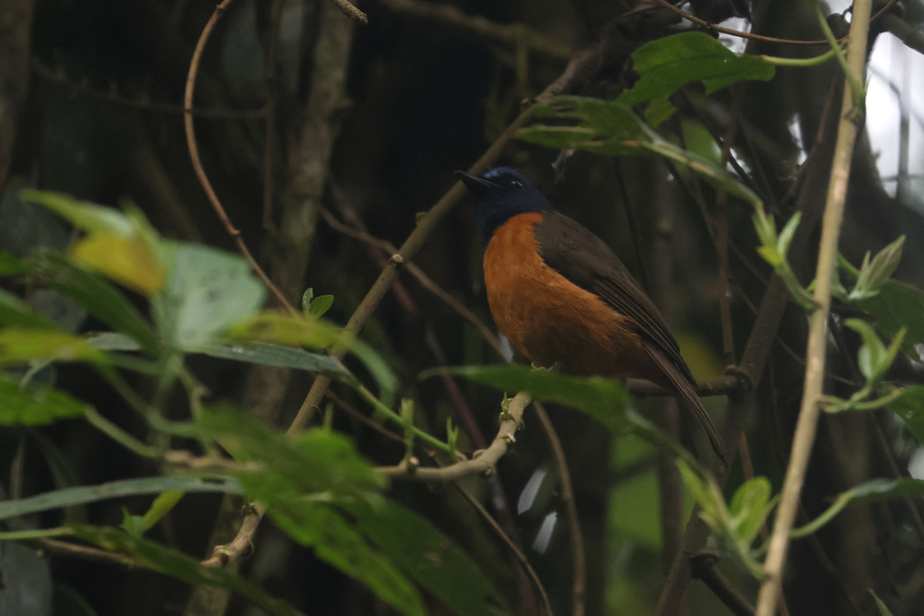 Blue-fronted Blue Flycatcher (Cyornis hoevelli)
