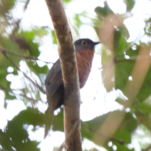 Chestnut-breasted Cuckoo (Cacomantis castaneiventris)