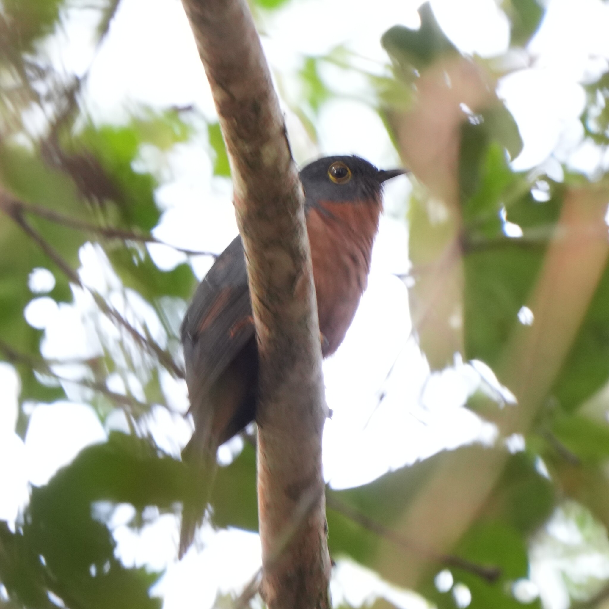 Chestnut-breasted Cuckoo (Cacomantis castaneiventris), photo 1