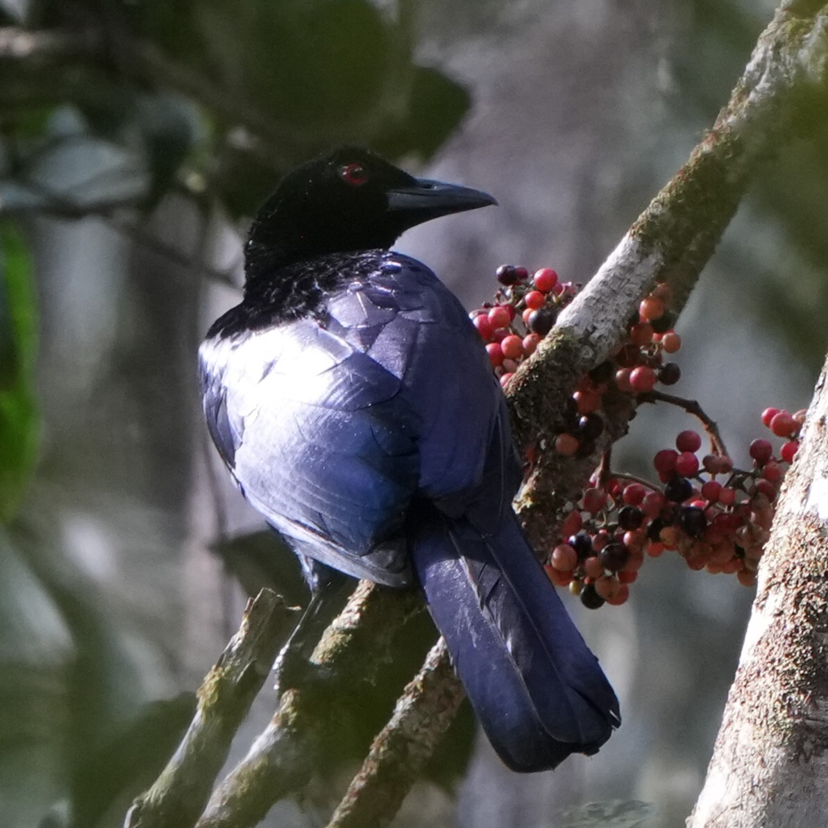 Crinkle-collared Manucode (Manucodia chalybatus), photo 1