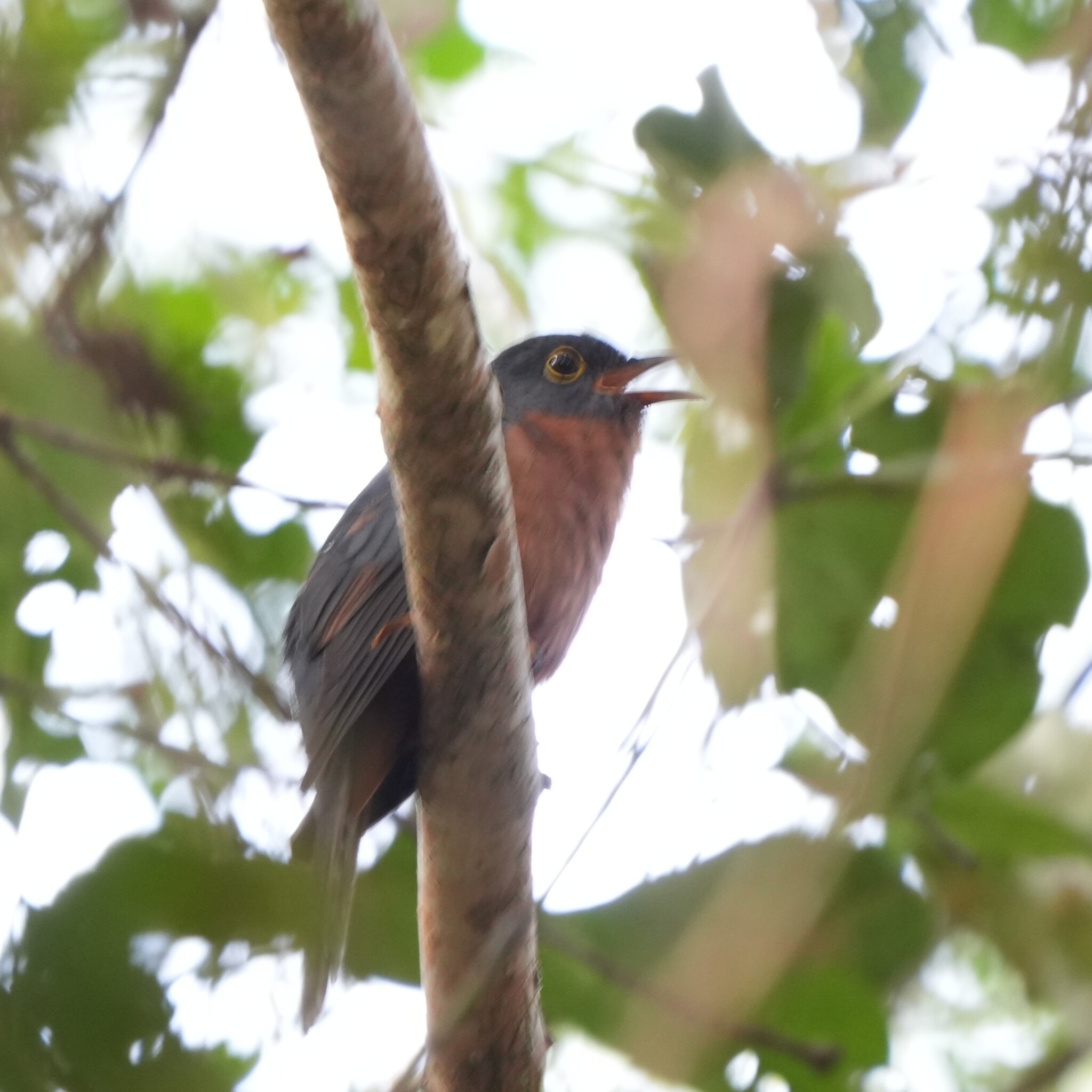 Chestnut-breasted Cuckoo (Cacomantis castaneiventris), photo 2