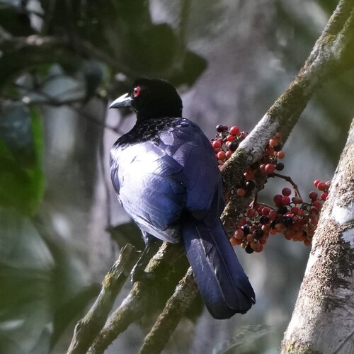 Crinkle-collared Manucode (Manucodia chalybatus), photo 7