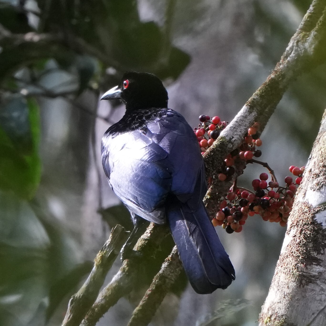 Crinkle-collared Manucode (Manucodia chalybatus), photo 9