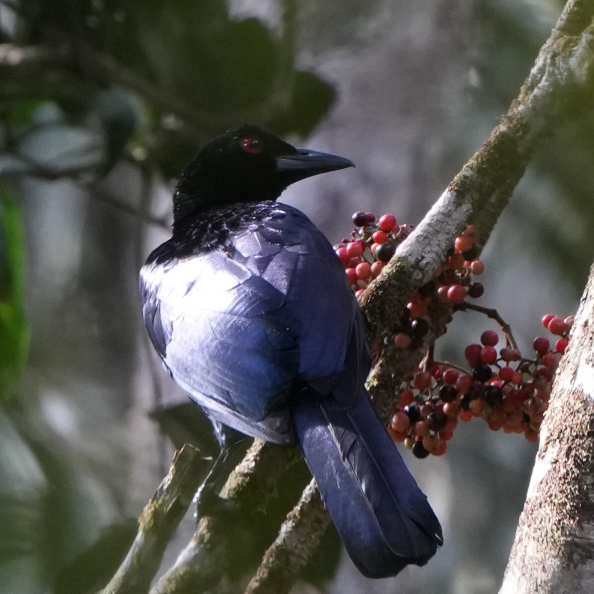 Crinkle-collared Manucode (Manucodia chalybatus), photo 2