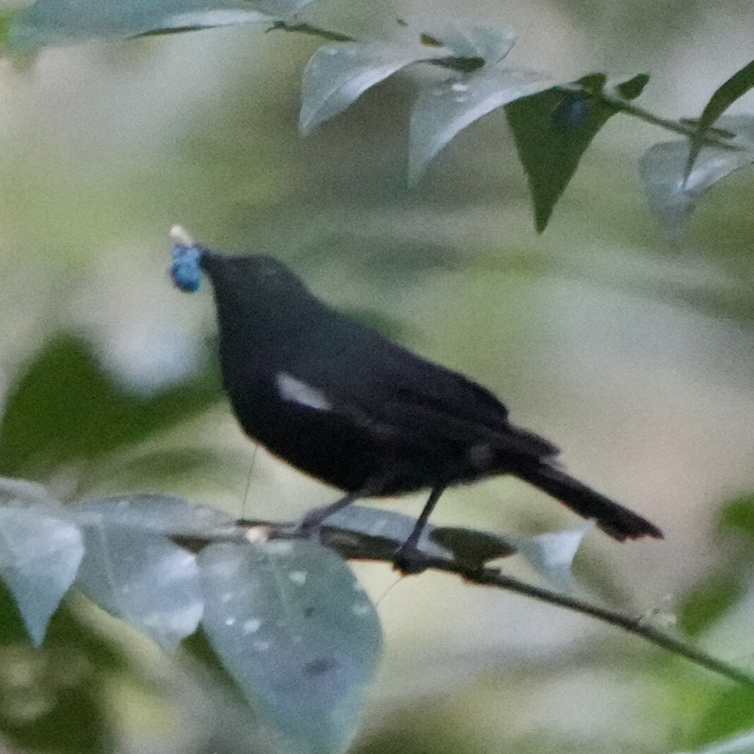 Black Berrypecker (Melanocharis nigra), photo 7