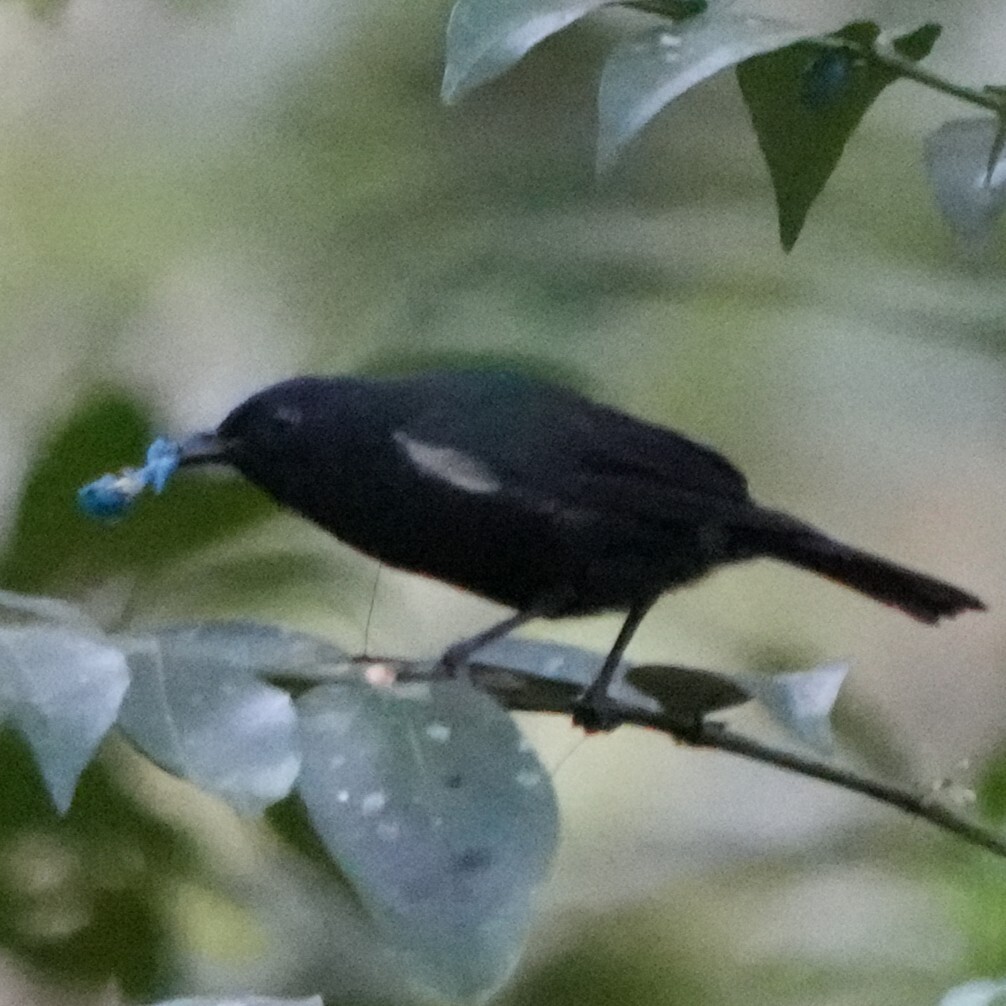 Black Berrypecker (Melanocharis nigra), photo 8