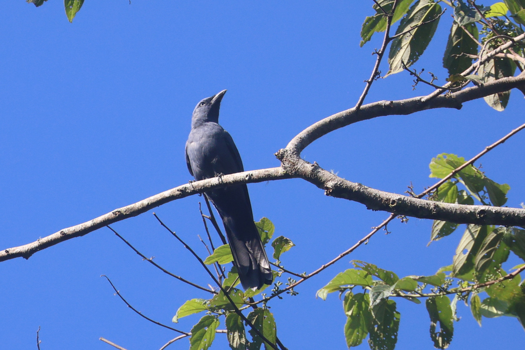 Cerulean Cuckoo-shrike (Coracina temminckii)
