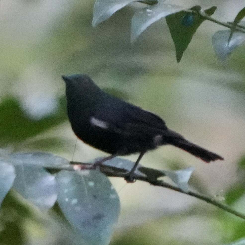 Black Berrypecker (Melanocharis nigra), photo 9
