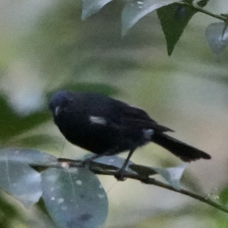 Black Berrypecker (Melanocharis nigra), photo 10
