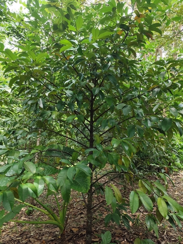 Garcinia mangostana