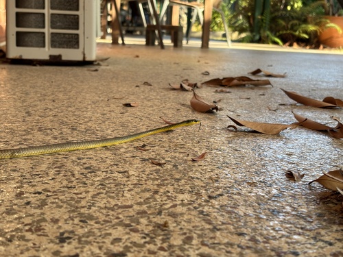 Common Tree Snake sighting