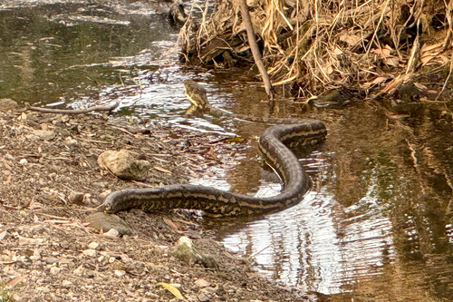 Coastal Carpet Python sighting
