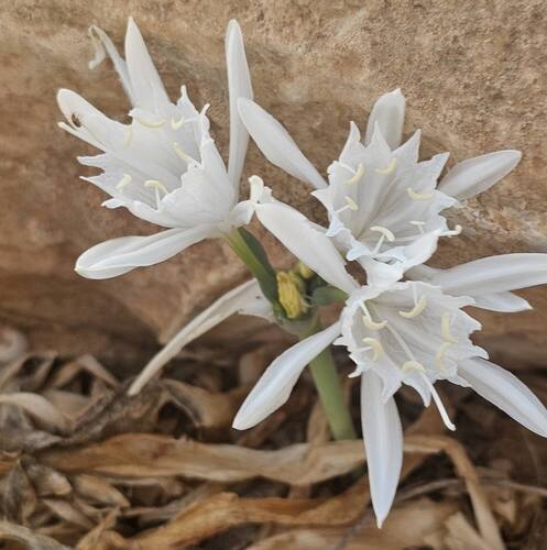 Pancratium foetidum