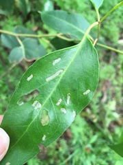 Gonipterus platensis