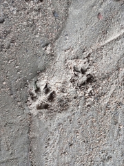 Nyctereutes procyonoides