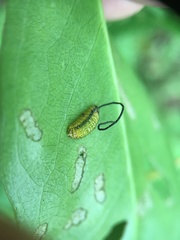 Gonipterus platensis