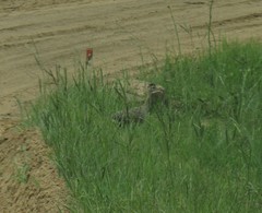 Rhynchotus rufescens