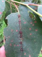 Eriococcus coriaceus