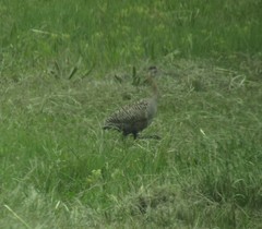 Rhynchotus rufescens