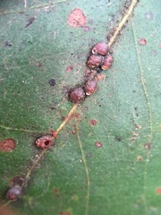 Eriococcus coriaceus