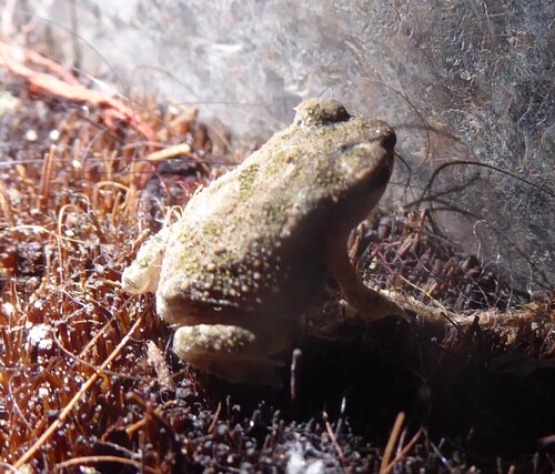 Indus Valley Toad
