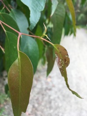 Gonipterus platensis