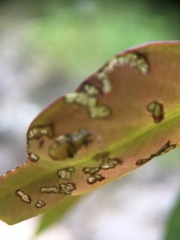 Gonipterus platensis