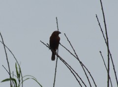 Sporophila cinnamomea