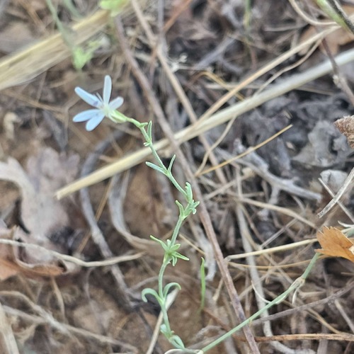 Dianthus illyricus