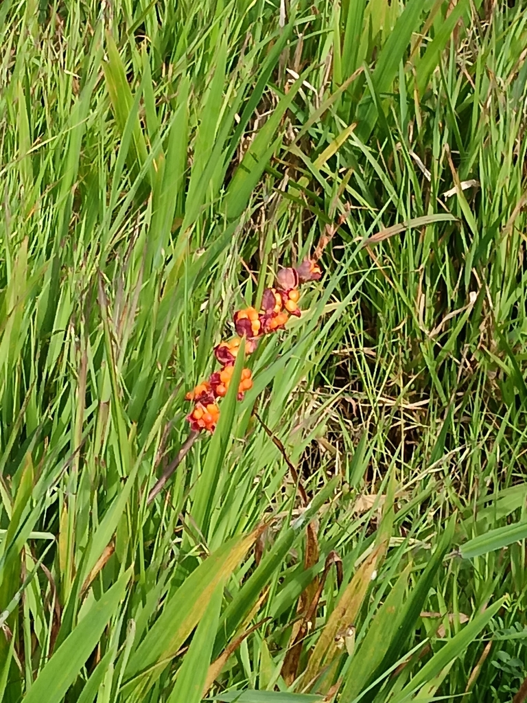 Chasmanthe aethiopica, Pelikan Park, Cape Town, 7941, South Africa, by eliengel