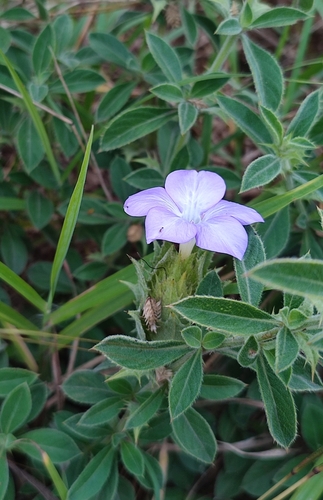 Barleria steudneri