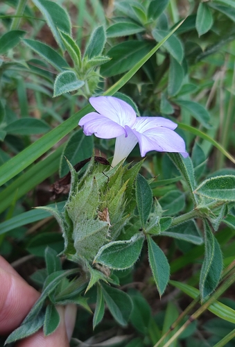Barleria steudneri