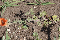 Sphaeralcea australis