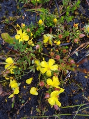 Hibbertia procumbens