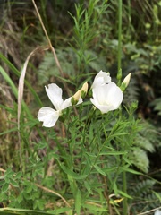 Linum monogynum