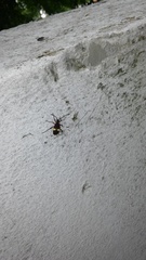 Dysdercus albofasciatus