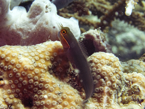 Tailspot blenny (Ecsenius stigmatura) — Blenniidae — 5