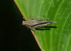 Batrachidea