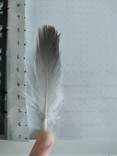 Plume de Fulmar boréal