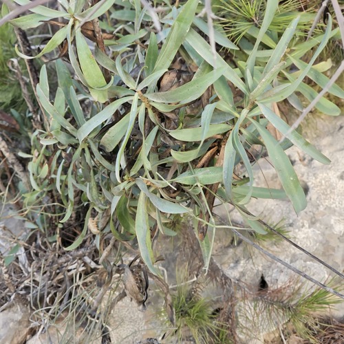 Bupleurum gibraltarium