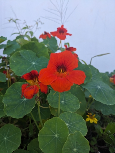 garden nasturtium