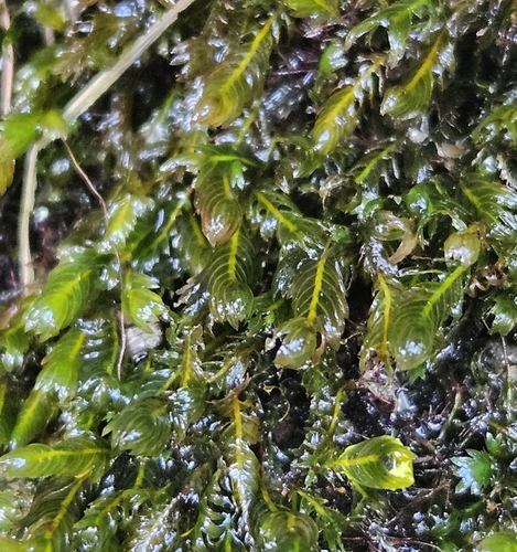 Osmund Fissidens Moss (Fissidens osmundioides)