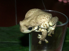 Amazonian Milk Frog photo 4