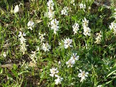 Astragalus distortus