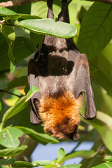 Pteropus rodricensis