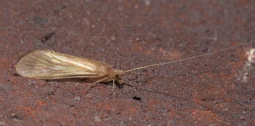 Macrostemum transversum